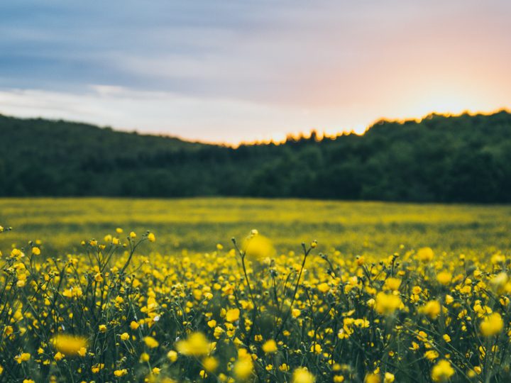 Rape seed field, Farming, Anaerobic Digestions, Adapt Biogas